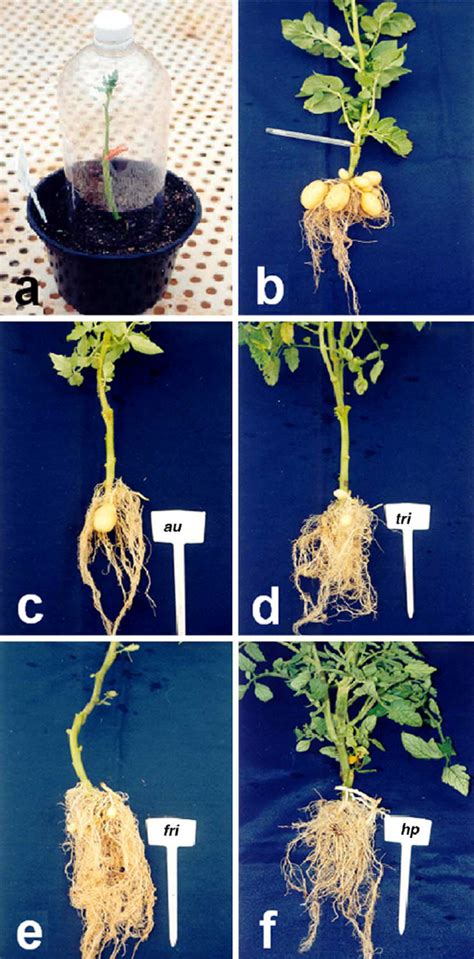 What is the impact of grafted potatoes on soil
